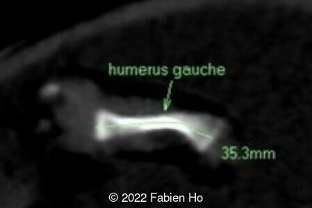 Left humerus